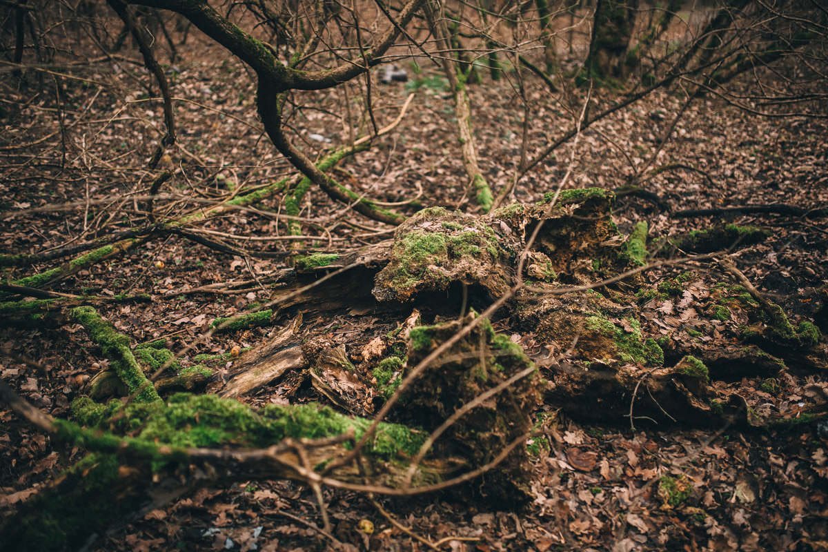 sesja zdjęciowa w lesie